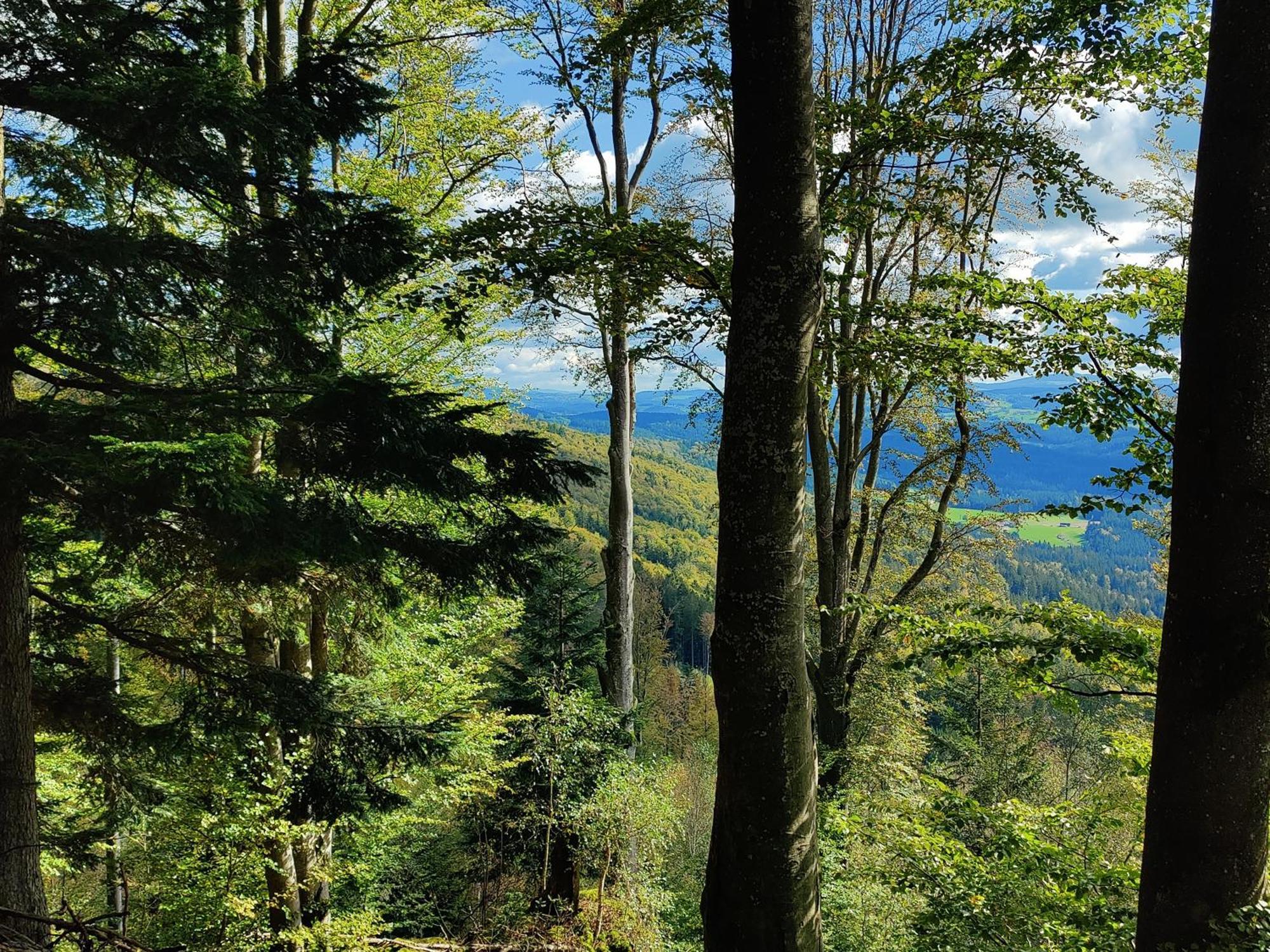 Altes Forsthaus Appartamento Bodenmais